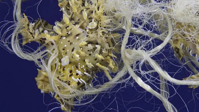 Саргасовий морський клоун