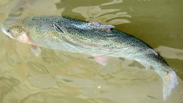 丹麦政府号召人们去抓鱼