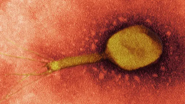 العاثيات البكتيرية يمكنها "التهام" البكتيريا من الداخل، لتوفر طريقة جديدة ناجعة لمحاربة الالتهاب