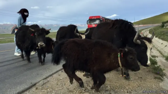 現在，高原上有了鐵路、公路、護欄，犛牛也要學會過馬路