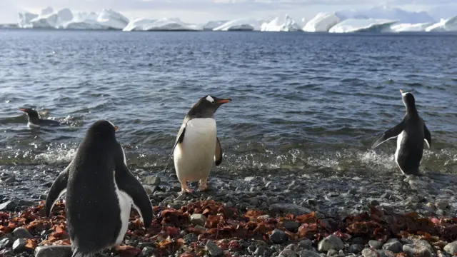 西南极半岛库维尔岛上的企鹅（4/3/2016）