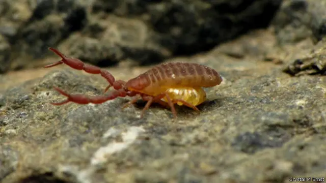 Pseudoscorpion