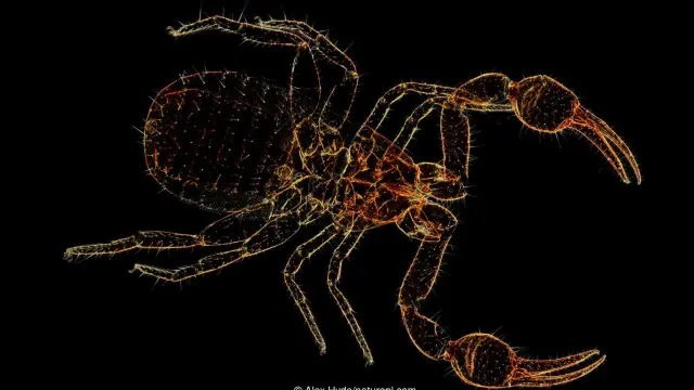 Pseudoscorpion