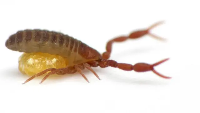 Pseudoscorpion