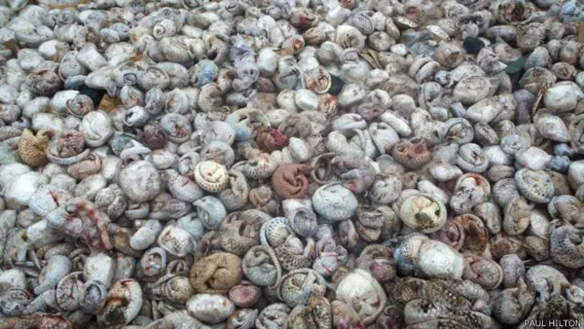 Pangolin Paul Hilton