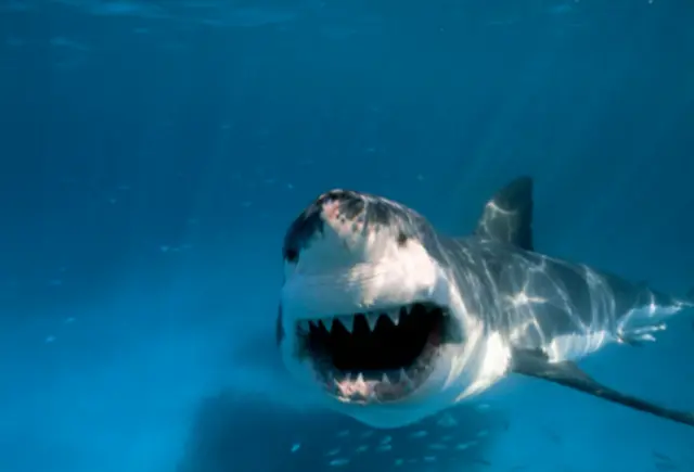 鲨鱼的微笑可能并不像是牙科治疗的灵感来源——但是科学家希望人类的牙齿也可以再生。（图片来源：Getty Images ）