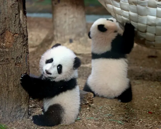 即将离开的双胞胎姐妹“美伦”和“美奂”2013年7月15日出生