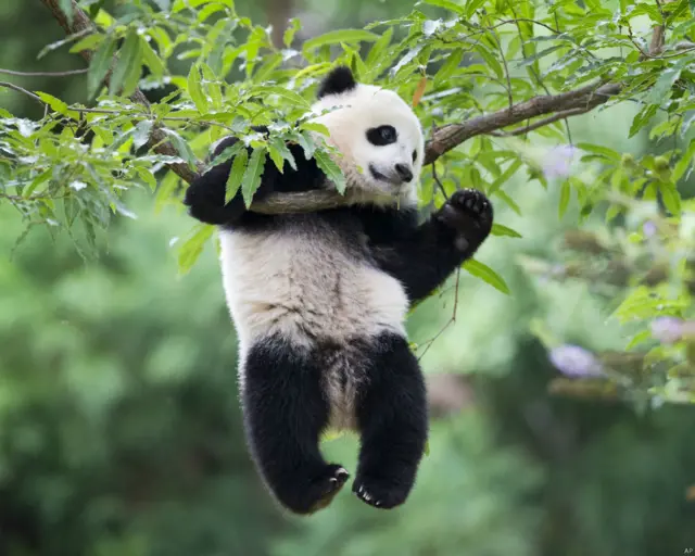 在华盛顿，“宝宝”2013年8月的降临让当地熊猫迷和动物园感到异常兴奋。