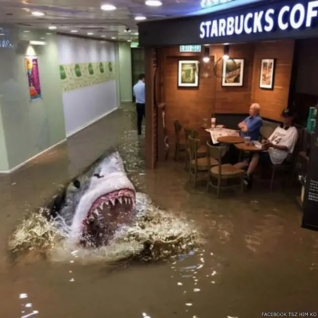 鲨鱼也来凑热闹。