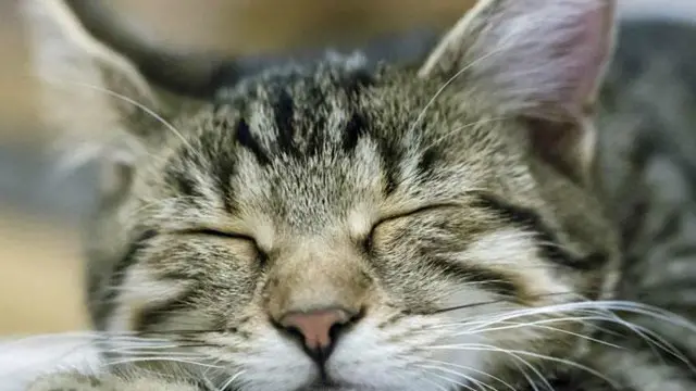 Кішка спить