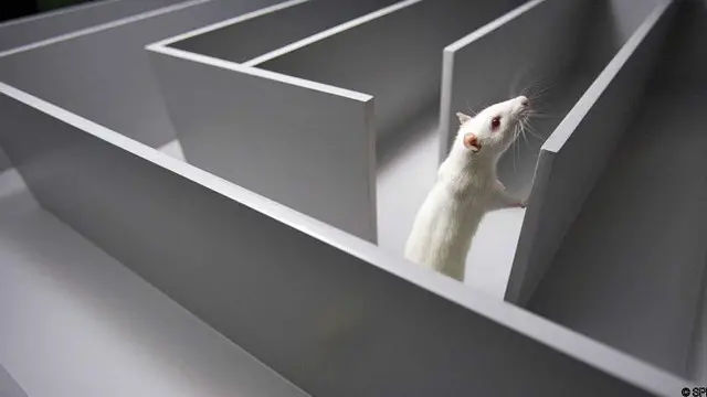 Щур у лабиринті 