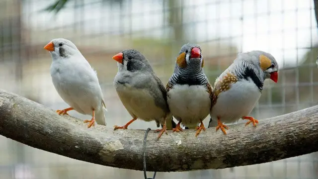 Зеброві амадіни