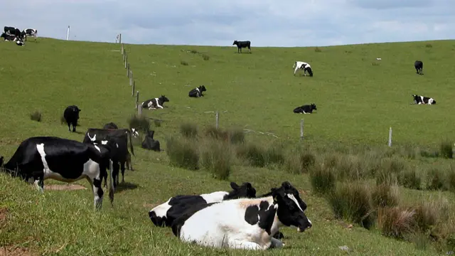 新西兰奶牛（资料照片）