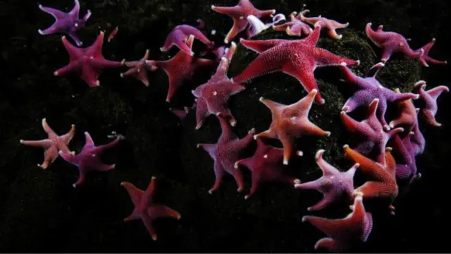 Подводный мир