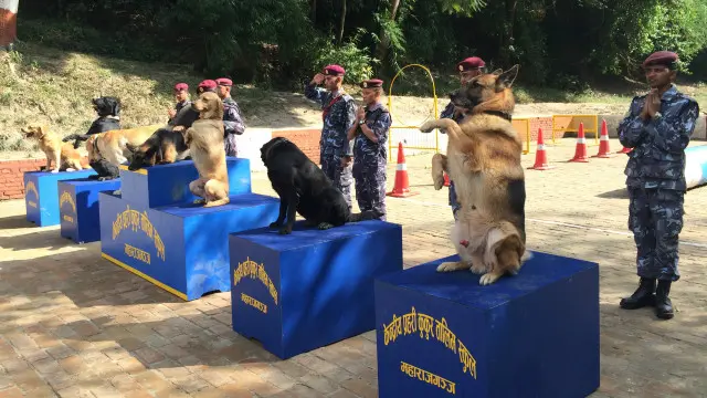 नेपाल प्रहरीसँग हाल ७१ वटा तालिमप्राप्त कुकुर छन्