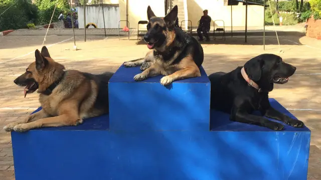 हाल नेपाल प्रहरीले अपराध अनुसन्धानमा चार प्रजातिका कुकुरको प्रयोग गरिरहेको छ