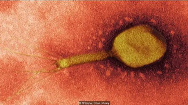 噬菌体可以从内部“吃掉”细菌——它提供了一种对抗感染的强大的新方法(图片来源:Science Photo Library)