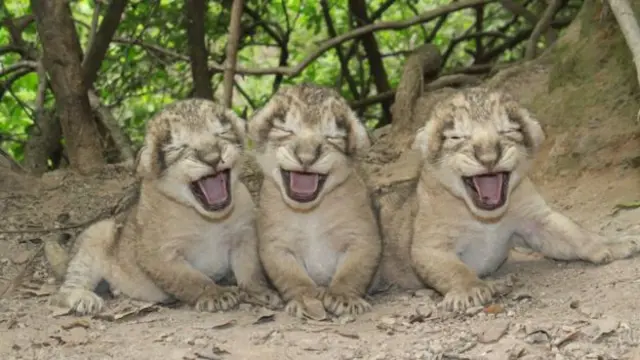 这些小狮子都是拉姆和沙伊姆的后代。