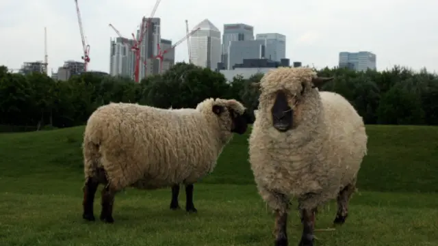 伦敦金融城金丝雀码头附近的麦塞特农场