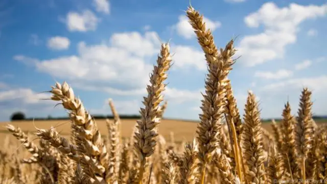 农耕导致蚀齿数目急剧增长（图片来源：Groman123/CC by 2.0）