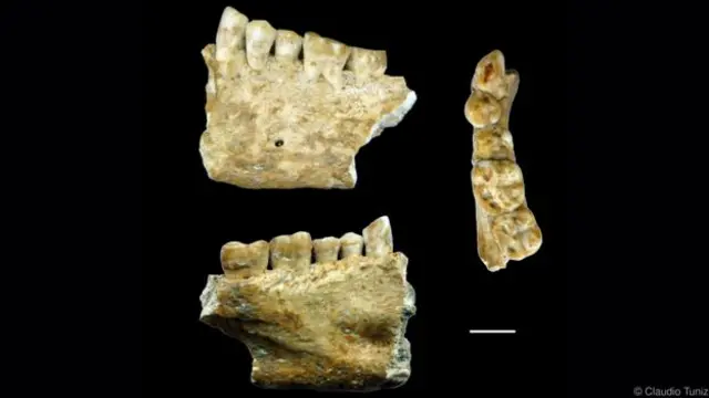 6,500 年前人类下颚（图片来源：Claudio Tuniz）