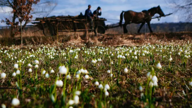 Долина нарцисів