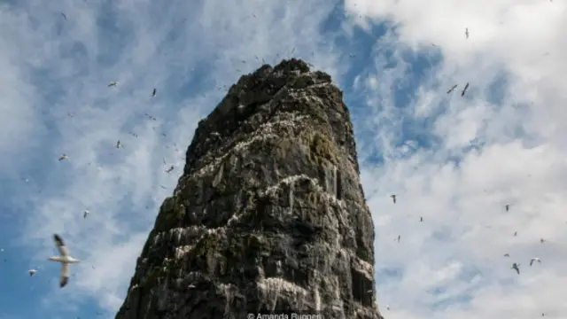 塘鹅在英国最高的海蚀柱阿明岩上空盘旋（图片来源：阿曼达·鲁杰里）