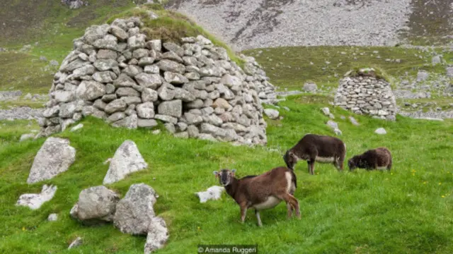 小巧灵活的索艾羊在赫塔岛上废弃的石头棚屋边上吃草（图片来源：阿曼达·鲁杰里）