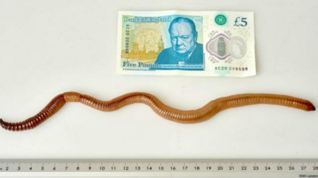 这只40厘米长(16英寸）的环节动物简直就是一条小蛇，它是英国有史以来发现的最大的蚯蚓。