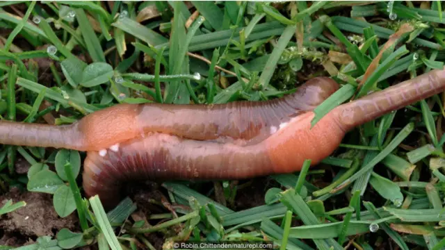普通蚯蚓(Lumbricus terrestris)进行交配。