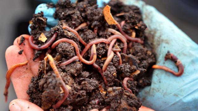 蚯蚓可以把家庭产生的止酶剂变成肥料排出，可以用来制作堆肥。