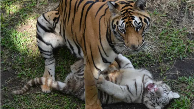 (图片来源: Getty Images)