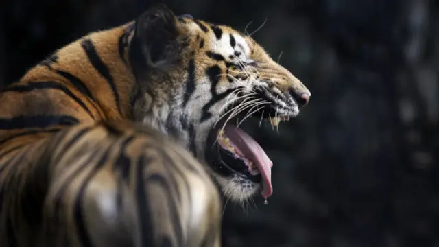 虎是一种濒危物种。(图片来源: Getty Images)