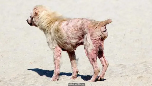患兽疥癣的动物会变得瘦骨嶙峋，并开始脱毛。（图片来源: Nature/Alamy）