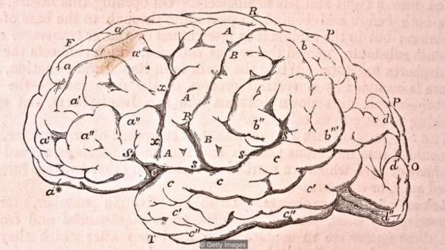 人类拥有大约1000亿个神经元，与我们相对孱弱的身躯相比，我们的大脑实在是强大。（图片来源：Getty Images）
