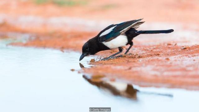 喜鹊被认为是认知能力最发达的鸟类之一。（图片来源：Getty Images）