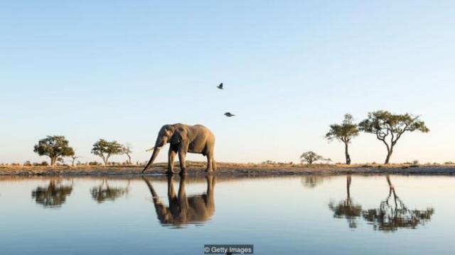 大象可以辨认出自己的倒影。（图片来源：Getty Images）