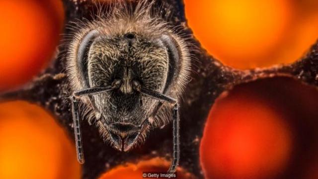 蜜蜂可能被困在当下，没有对未来和过去的概念。（图片来源：Getty Images）
