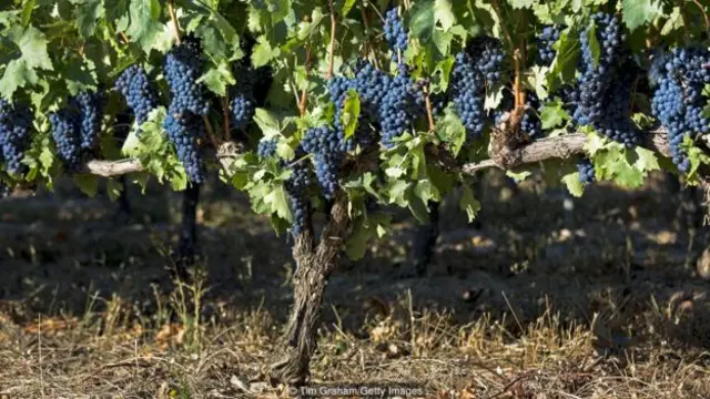 不同品种的红葡萄和白葡萄与有机颜料混合创造出 Gik 蓝色（图片来源：Tim Graham/Getty Images）