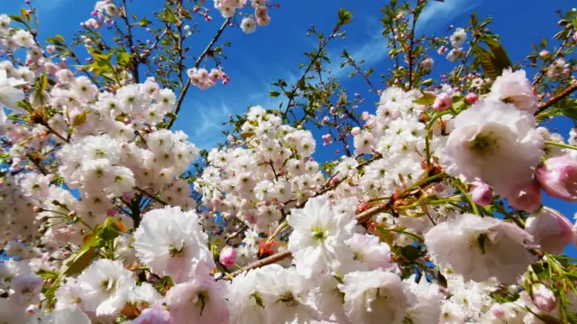 Flor rosa y blanca en un árbol con cielo azul arriba