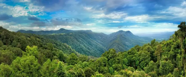 Кад се суперконтинент Гондвана распао, фрагменти су отпловили преко читаве планете. Многе од њених древних биљака и даље живе у аустралијској шуми Дориго