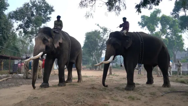 చిత్తూరు ఏనుగులు