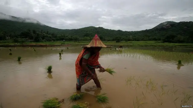 ਖੇਤੀਬਾੜੀ