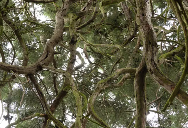 Looking Up by Katy Read