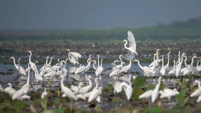 মূলত হাওর অঞ্চলেই বেশি পাখি দেখা যায়।