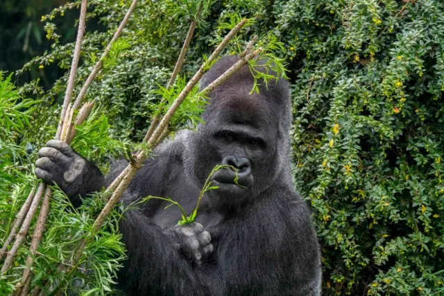 Western lowland gorilla feeding on a plant