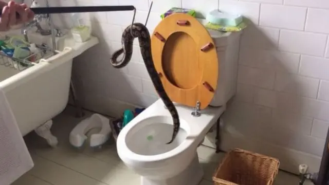 Evin tuvaletinden yılan çıktı