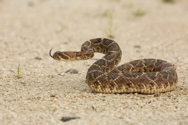 બીબીસી ગુજરાતી સાપ રેટલસ્નેક એરિઝોના સરિસૃપ જંગલ અમેરિકા