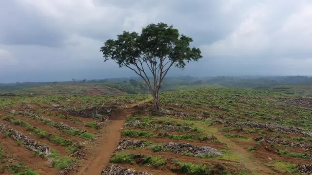 Satu pohon berdiri di tengah lahan yang akan ditanam pohon sawit di Sumatra Barat.