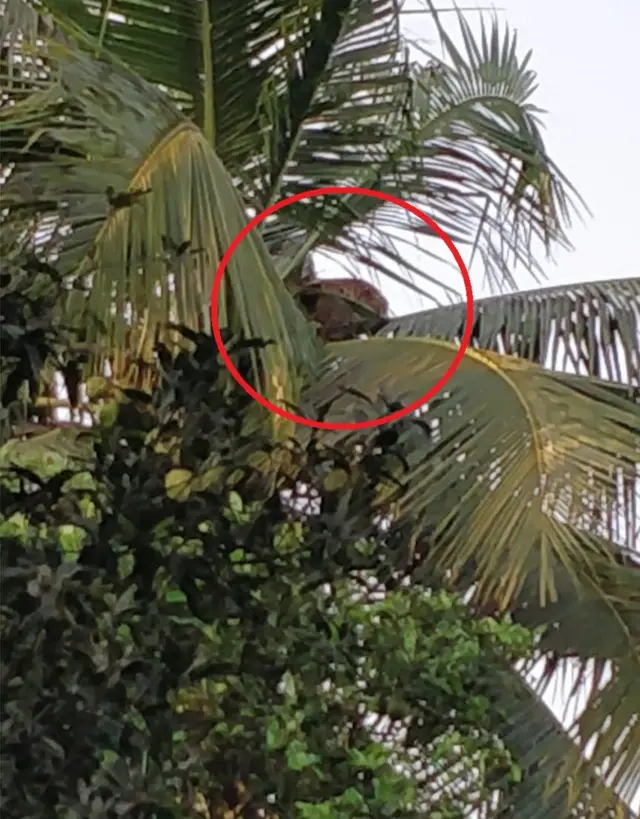 కొబ్బరి చెట్టెక్కిన చిరుత‌